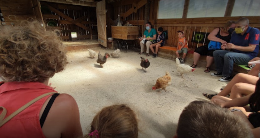 Illustration de l’expérience matiné à la ferme
